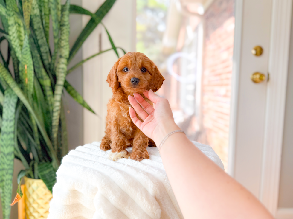 Cute Cavapoodle Poodle Mix Puppy