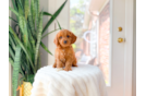 Cute Cavapoo Poodle Mix Pup