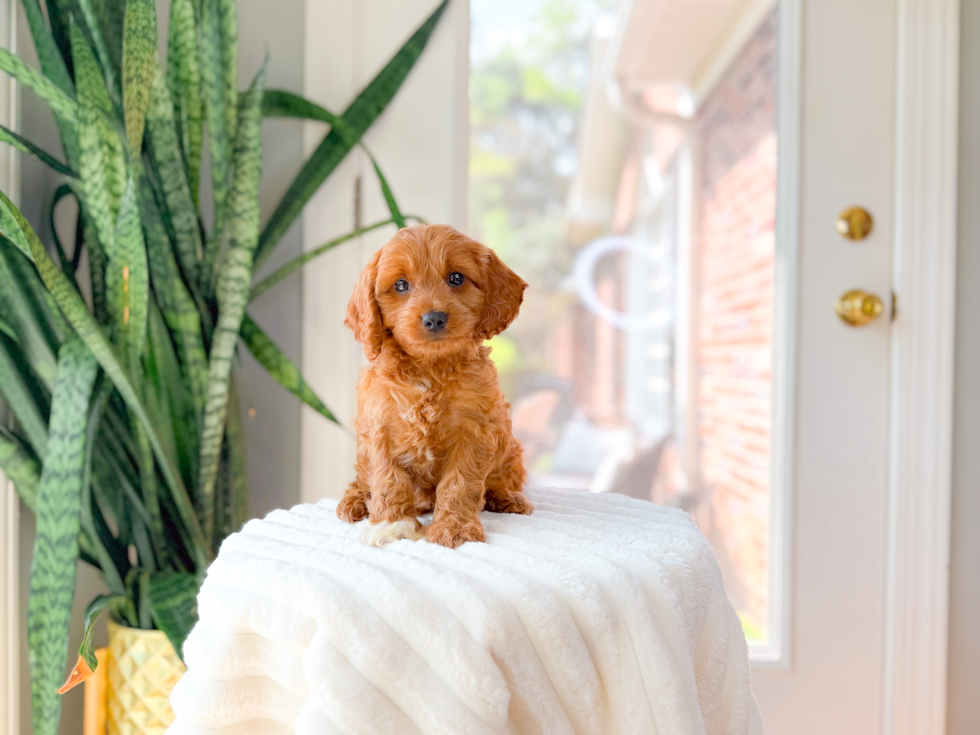 Cute Cavapoo Poodle Mix Pup