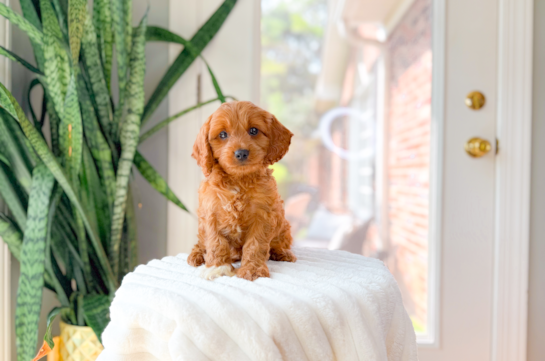 Cute Cavapoo Poodle Mix Pup