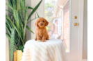 Best Cavapoo Baby