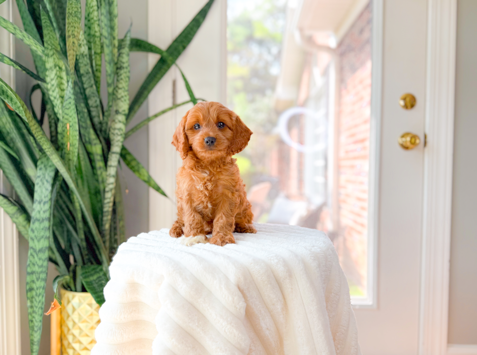 Best Cavapoo Baby