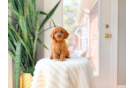 Cavapoo Pup Being Cute