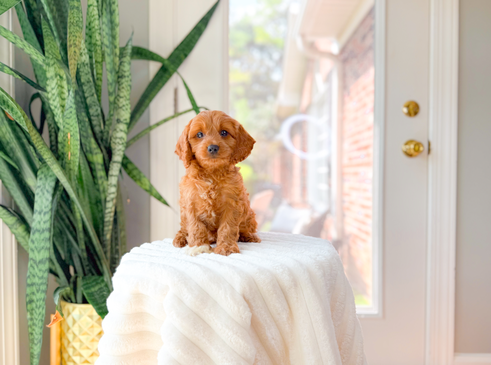 Cavapoo Pup Being Cute