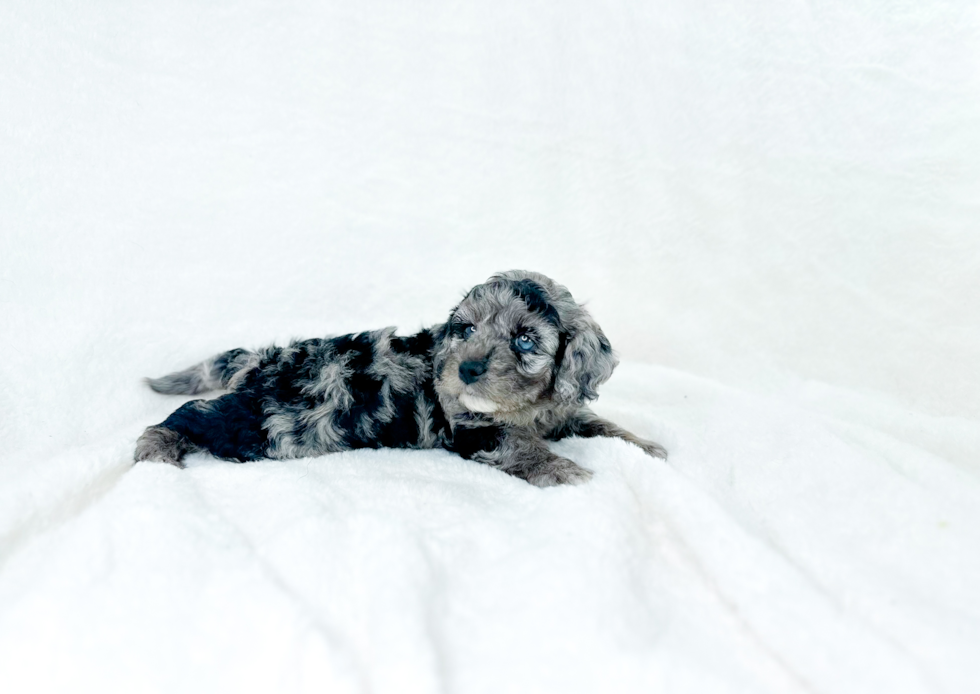 Cute Cavapoo Baby