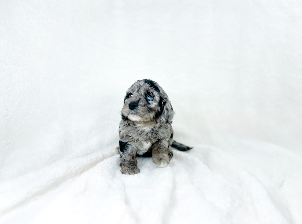 Cute Cavapoodle Poodle Mix Puppy