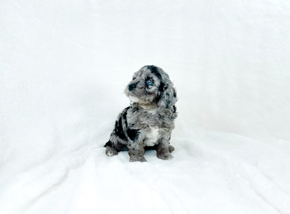 Cavapoo Pup Being Cute