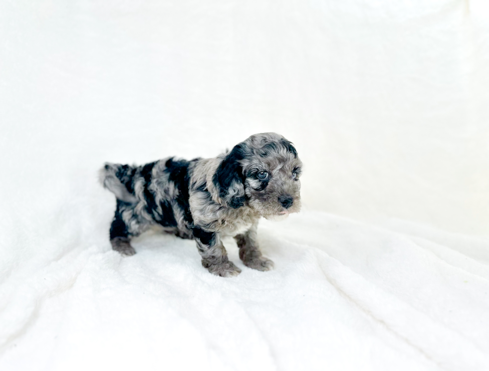 Cavapoo Pup Being Cute