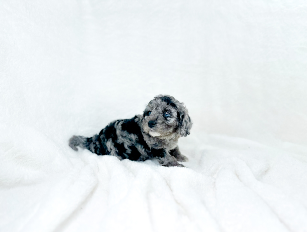 Cute Cavapoo Poodle Mix Pup