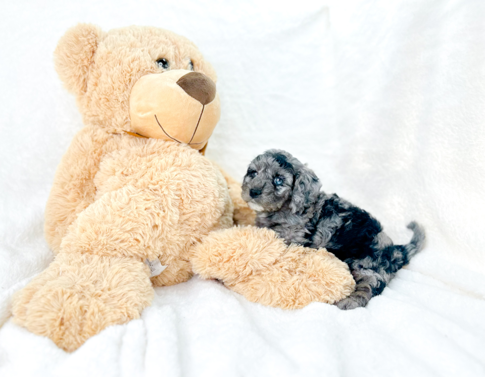 Cavapoo Puppy for Adoption