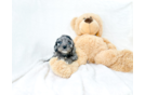 Cavapoo Puppy for Adoption