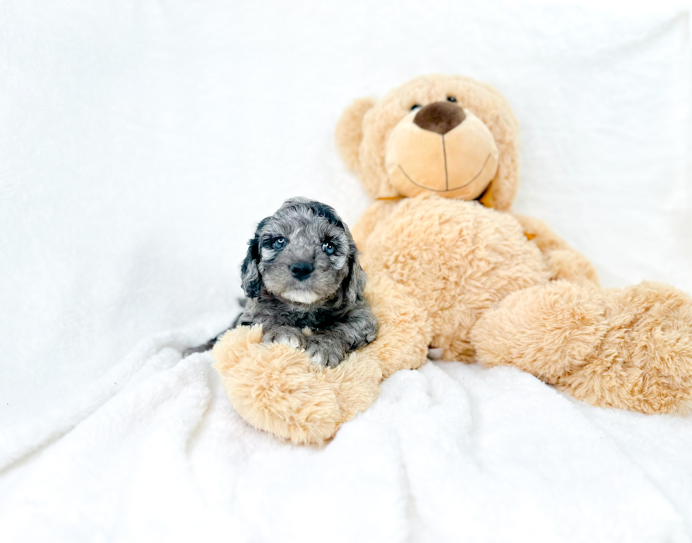 Cavapoo Puppy for Adoption