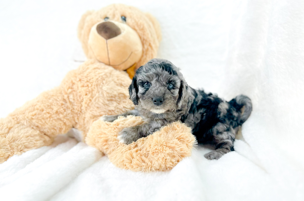 7 week old Cavapoo Puppy For Sale - Simply Southern Pups