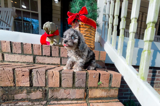 Cavapoo Pup Being Cute