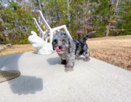 10 week old Cavapoo Puppy For Sale - Simply Southern Pups