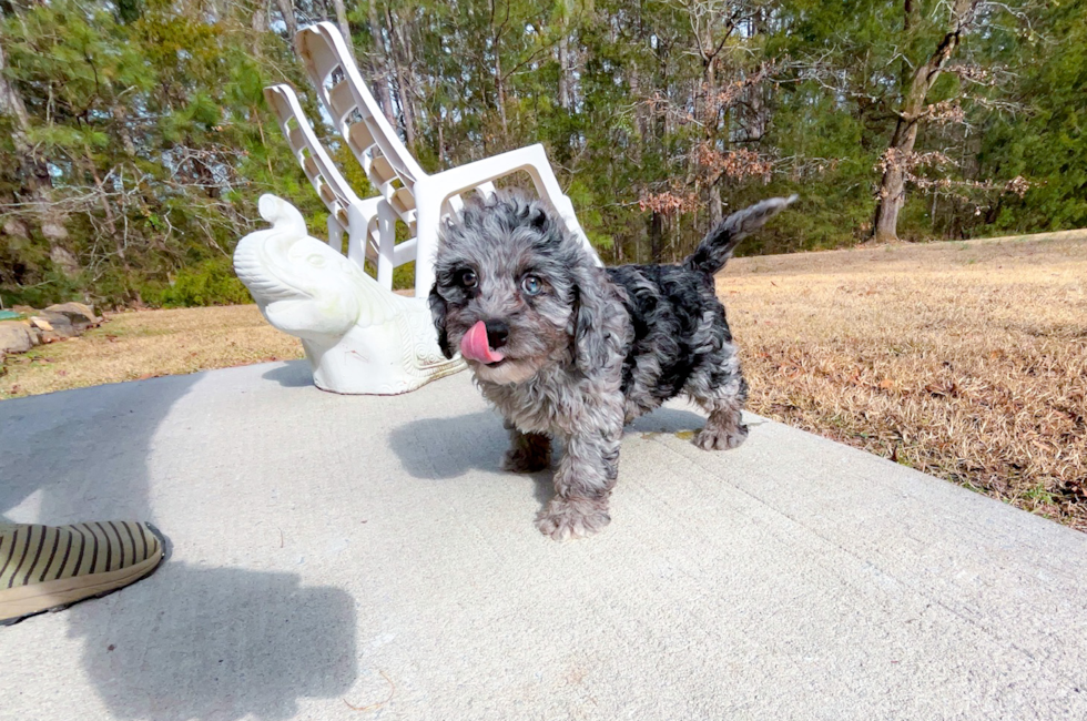 11 week old Cavapoo Puppy For Sale - Simply Southern Pups