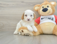 9 week old Cavapoo Puppy For Sale - Simply Southern Pups