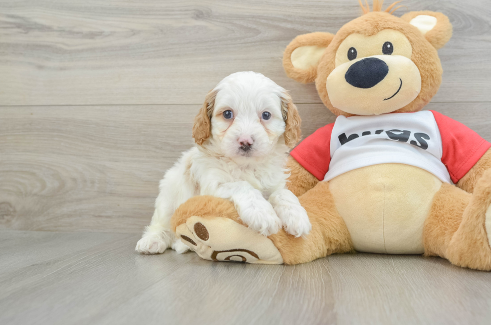 5 week old Cavapoo Puppy For Sale - Simply Southern Pups