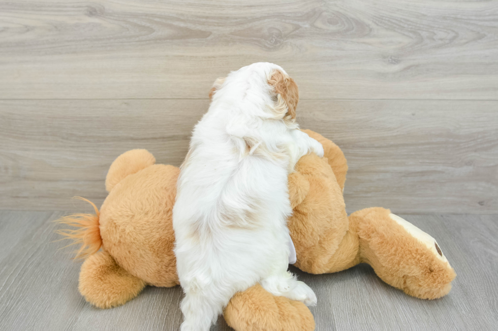 Hypoallergenic Cavadoodle Poodle Mix Puppy