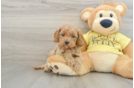 Petite Cavapoo Poodle Mix Pup