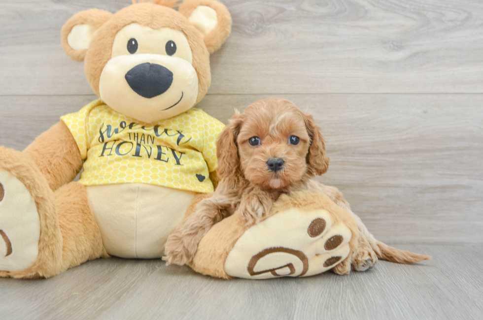 5 week old Cavapoo Puppy For Sale - Simply Southern Pups