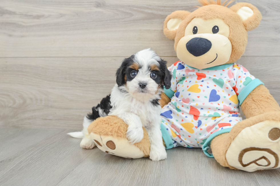 6 week old Cavapoo Puppy For Sale - Simply Southern Pups