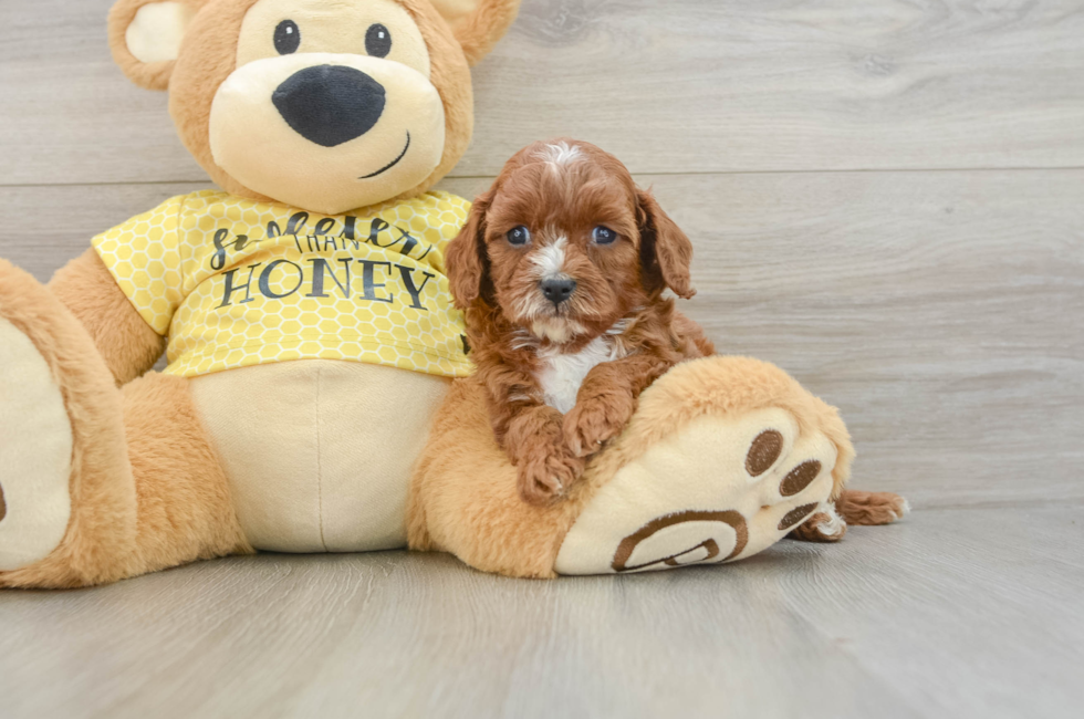 7 week old Cavapoo Puppy For Sale - Simply Southern Pups