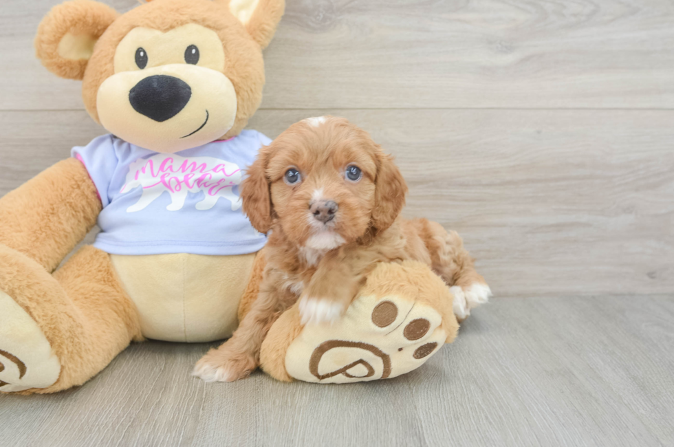 5 week old Cavapoo Puppy For Sale - Simply Southern Pups
