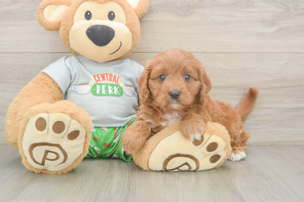6 week old Cavapoo Puppy For Sale - Simply Southern Pups