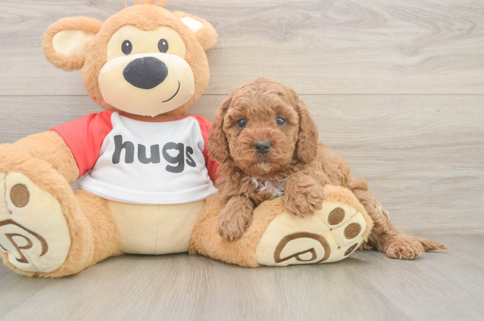 6 week old Cavapoo Puppy For Sale - Simply Southern Pups