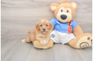 Cute Cavapoo Baby