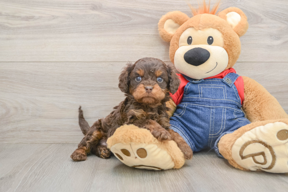 Cavapoo Puppy for Adoption