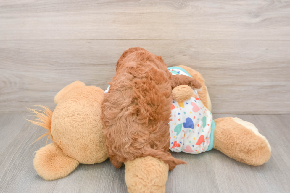 Best Cavapoo Baby