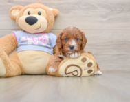 7 week old Cavapoo Puppy For Sale - Simply Southern Pups