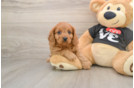 Cute Cavapoo Baby