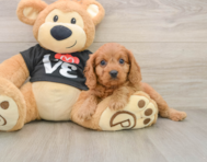 7 week old Cavapoo Puppy For Sale - Simply Southern Pups