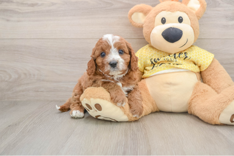 Small Cavapoo Baby