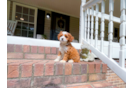 Cute Cavapoo Poodle Mix Pup