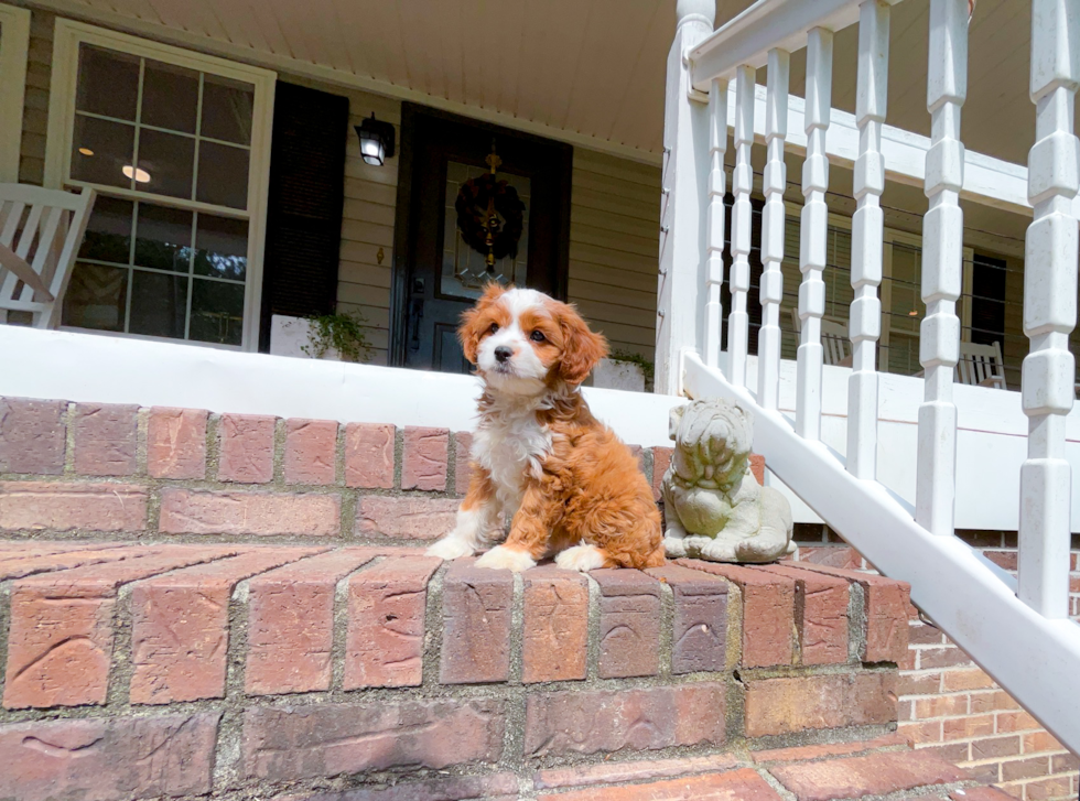 Cute Cavapoo Poodle Mix Pup
