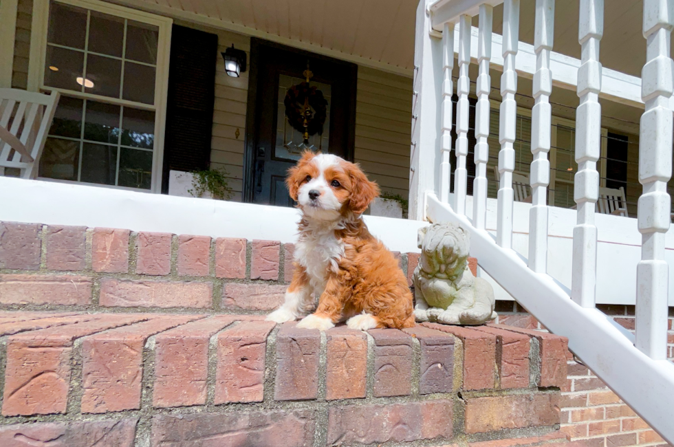 8 week old Cavapoo Puppy For Sale - Simply Southern Pups