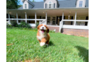 Cavapoo Puppy for Adoption