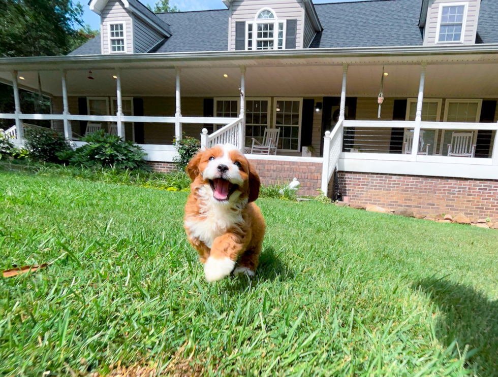 Cavapoo Puppy for Adoption