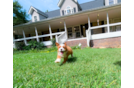 Cavapoo Puppy for Adoption