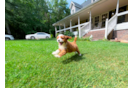 Best Cavapoo Baby
