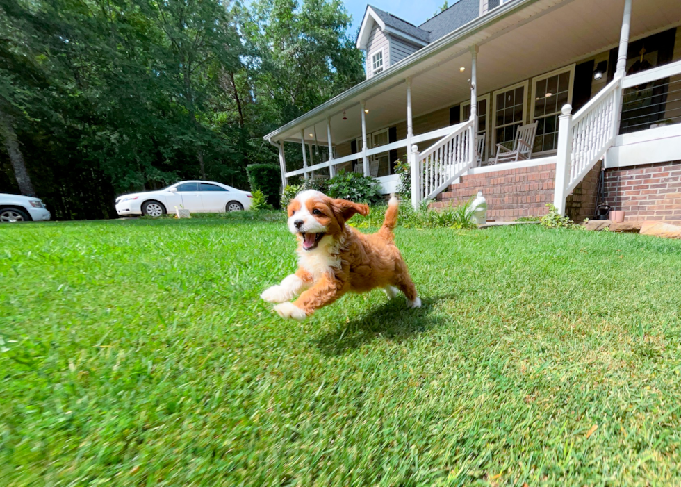 Best Cavapoo Baby