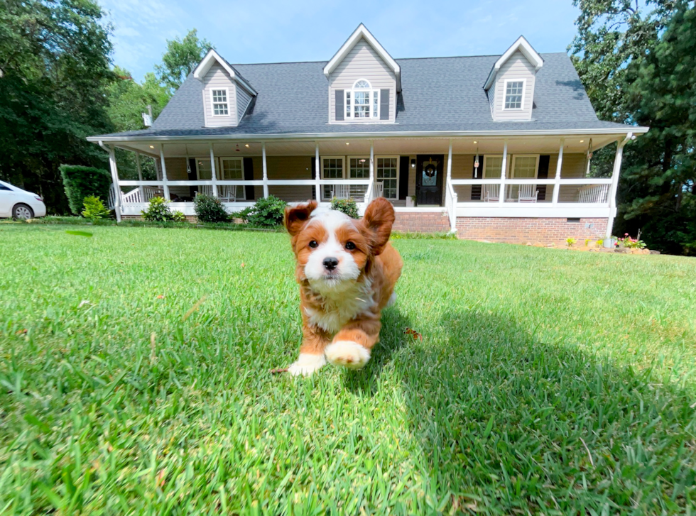 Cute Cavapoo Poodle Mix Pup