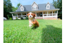 Cute Cavapoo Baby