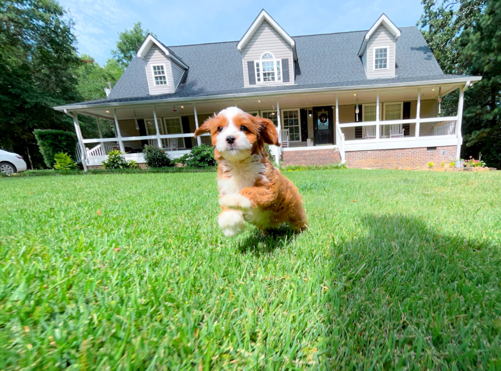 Cute Cavapoo Baby
