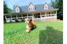 Cute Cavapoo Baby