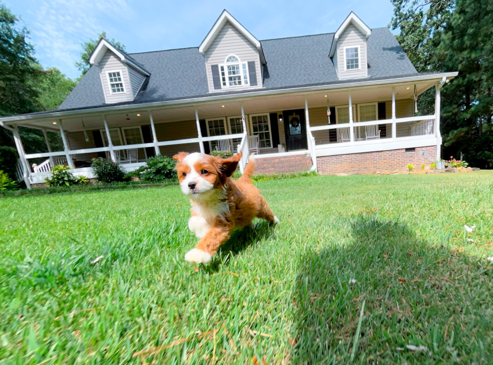 Cute Cavapoo Baby